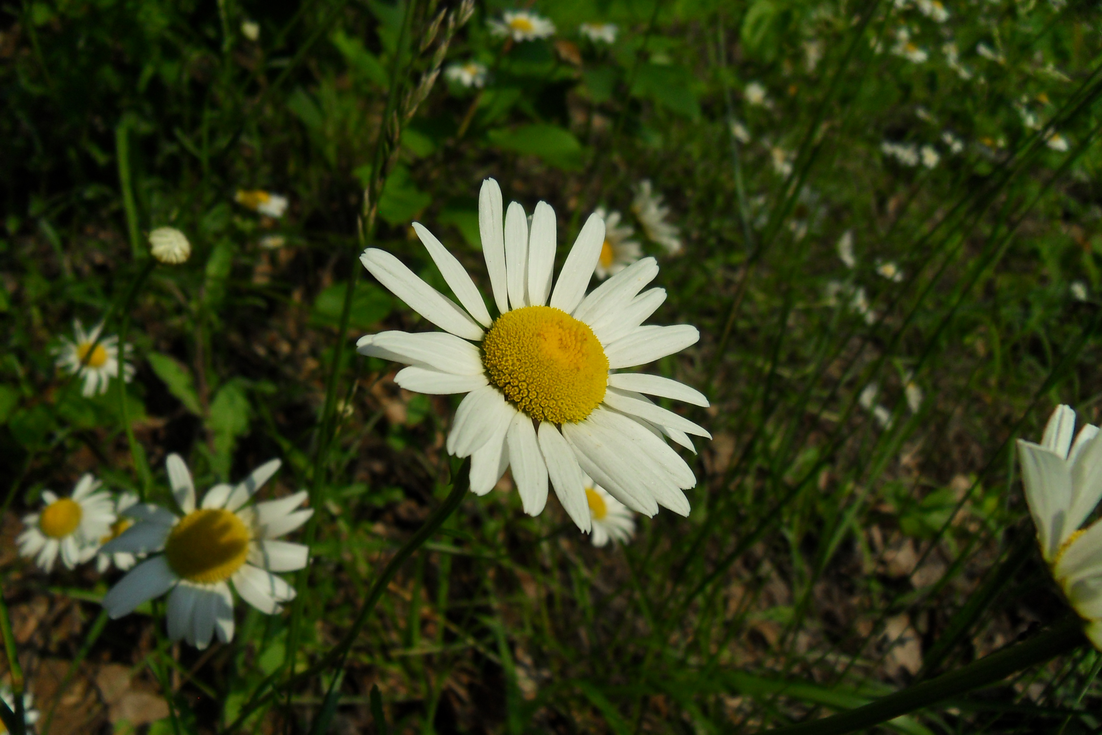 SDC10619