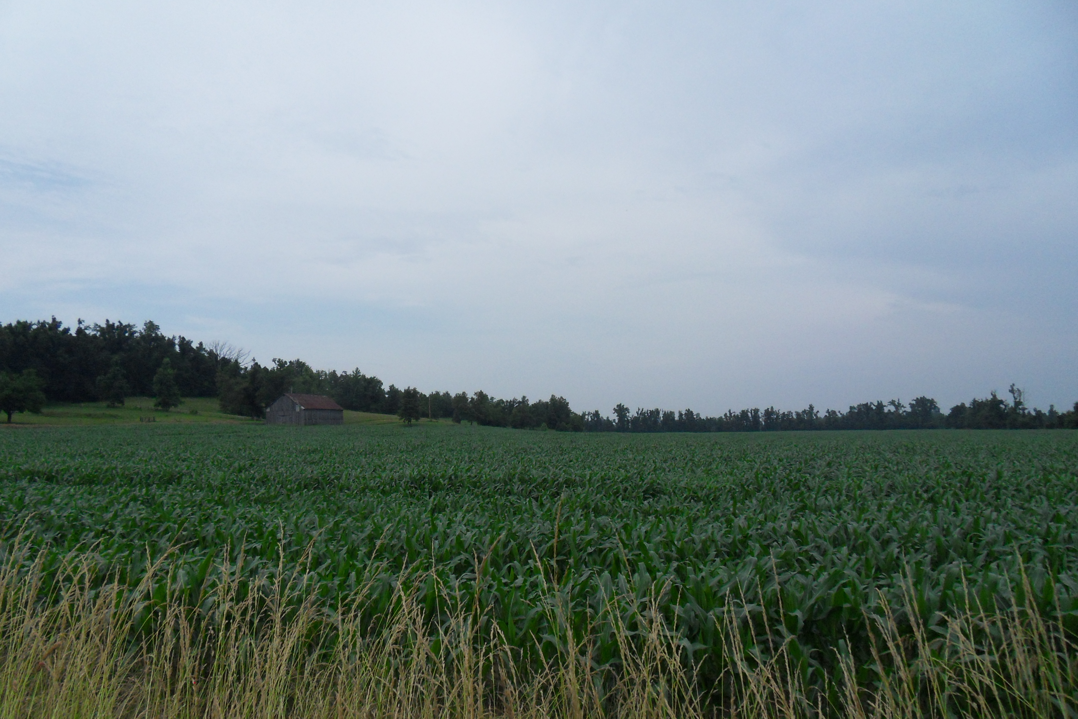 SDC10955