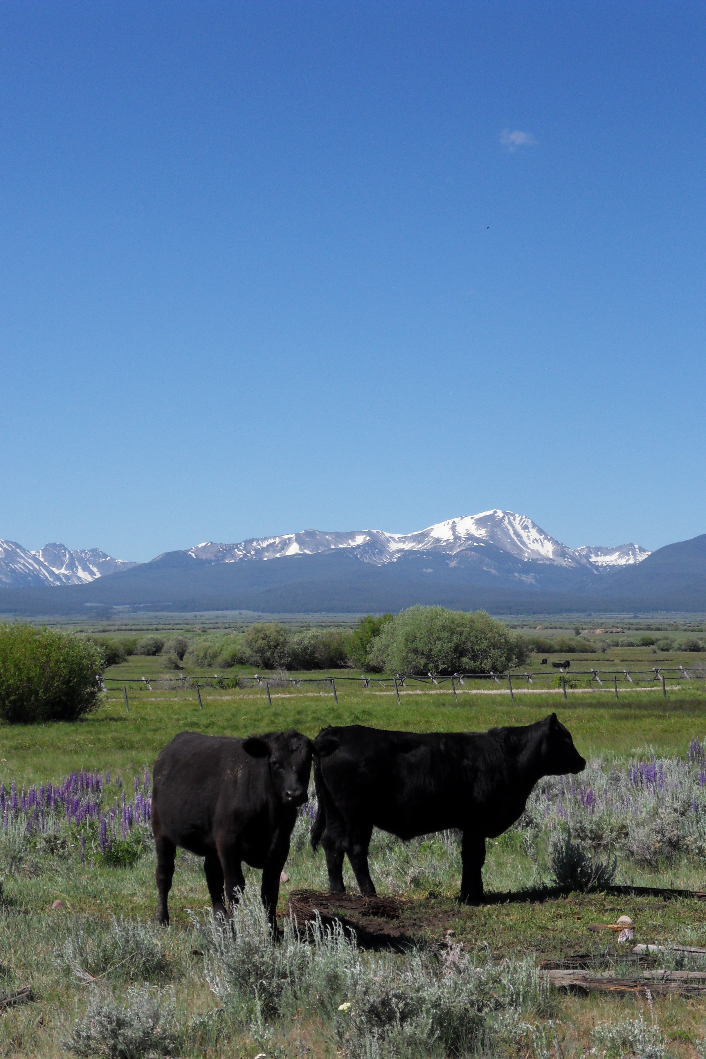 Day 60: Marvellous Montana
