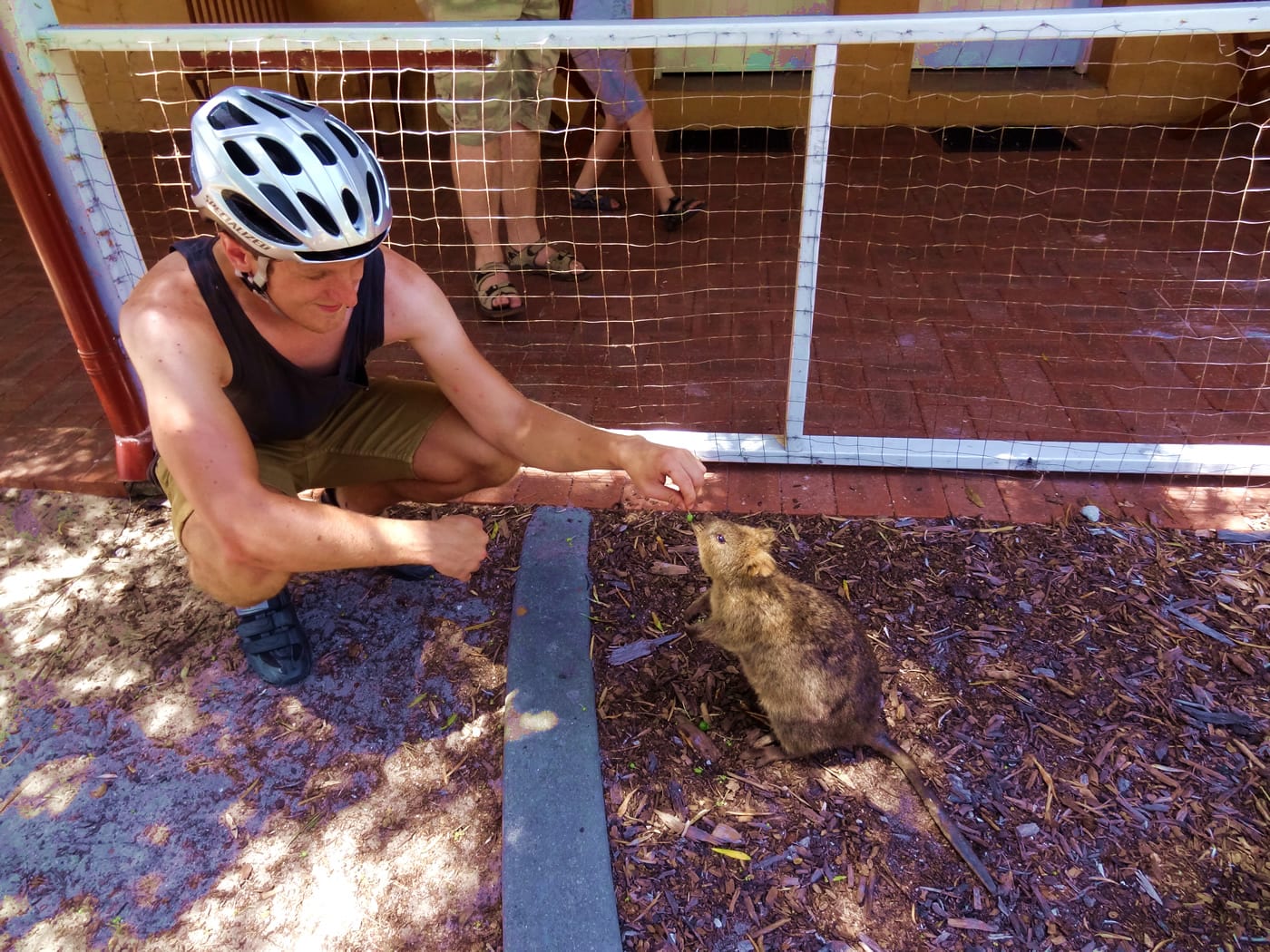 quokka