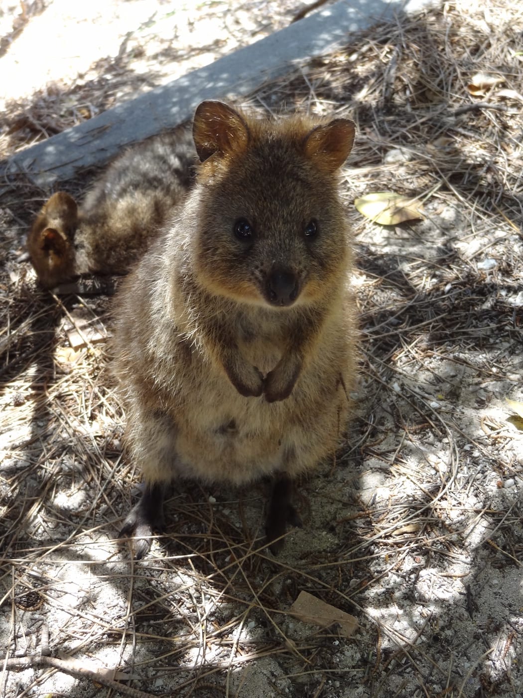 quokka2